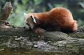 Zoo Schmiding 004